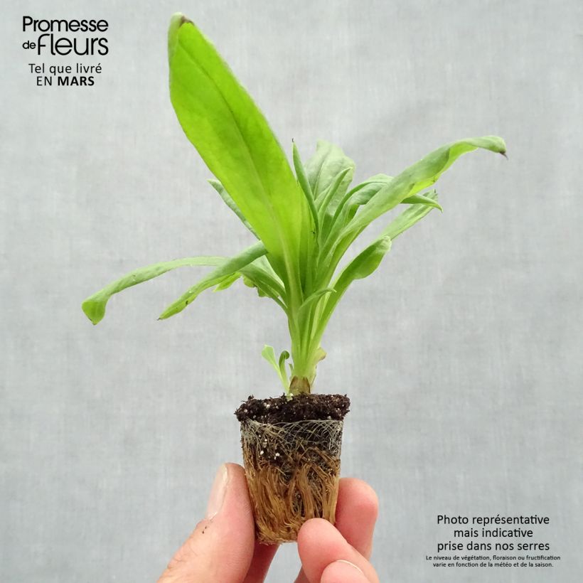 Bracteantha bracteata Granvia Gold minicepellón: Ø 3/4 cm Ejemplar entregado en la primavera