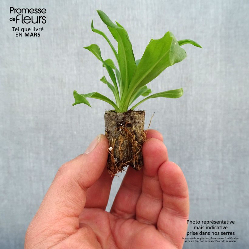 Bracteantha Heliana Gold minicepellón: Ø 1,5/2,5 cm Ejemplar entregado en la primavera