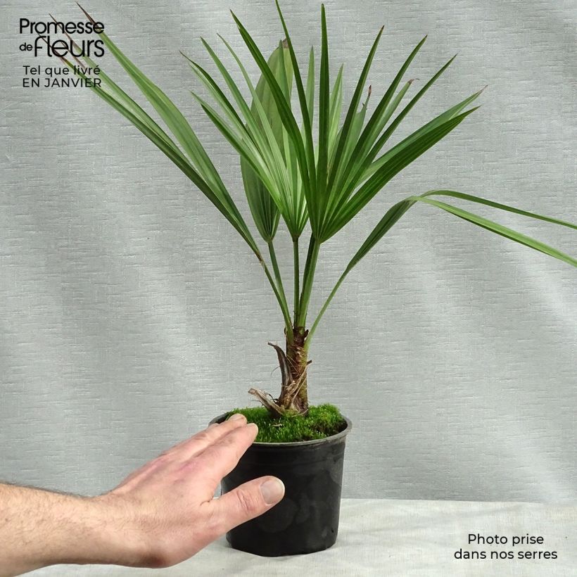 Palmera - Brahea calcarea Maceta de 12 cm / 13 cm Ejemplar entregado en invierno