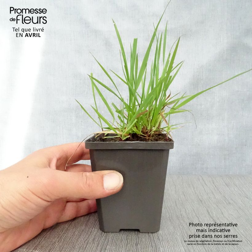 Briza media Maceta de 7/8 cm Ejemplar entregado en la primavera