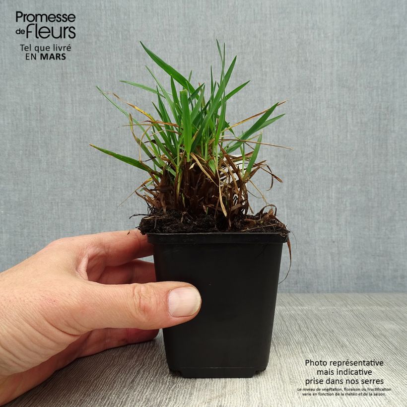 Briza media Limouzi Maceta de 8/9 cm Ejemplar entregado en la primavera