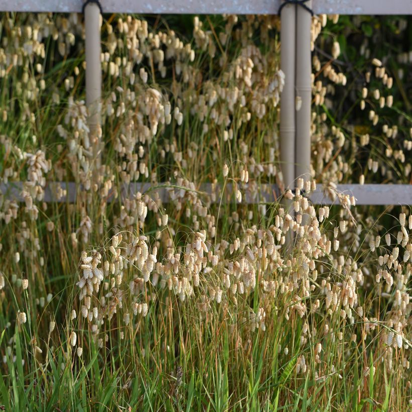 Briza maxima - Lágrimas (Porte)