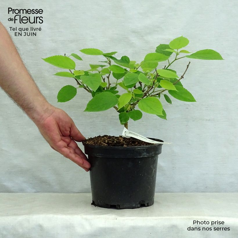 Ejemplar de Broussonetia papyrifera Golden Shadow Maceta 4L/5L entregado en verano