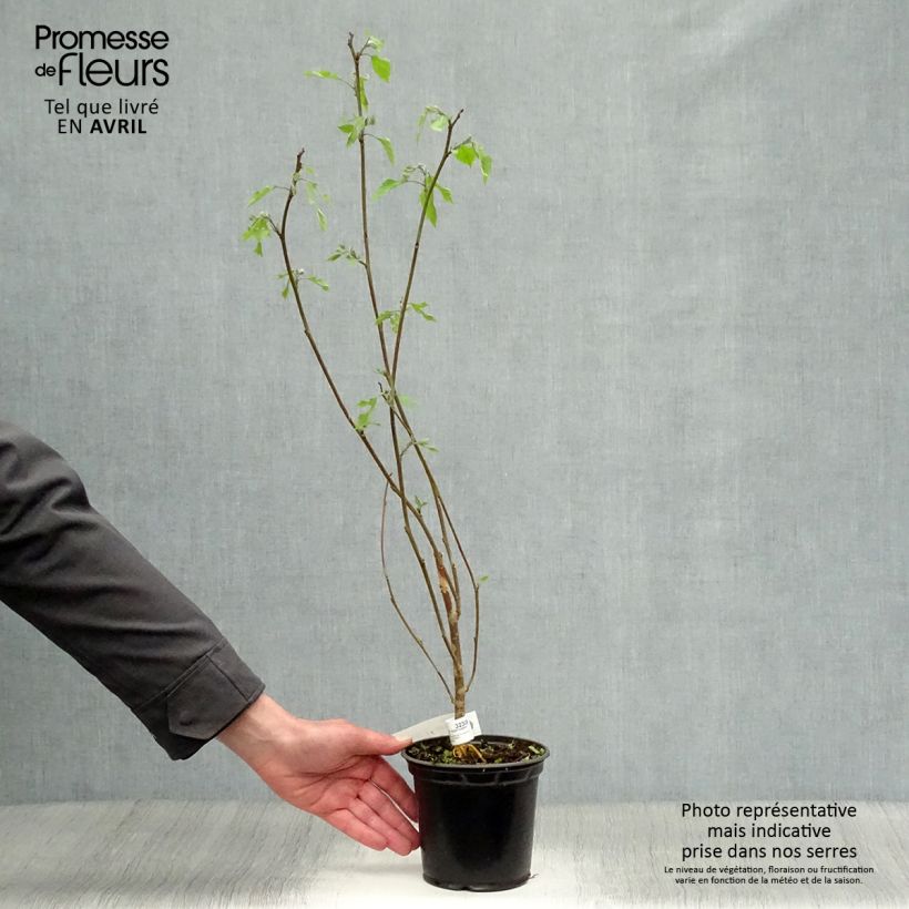 Broussonetia papyrifera - Morera de papel Maceta 1L/1,5L Ejemplar entregado en la primavera