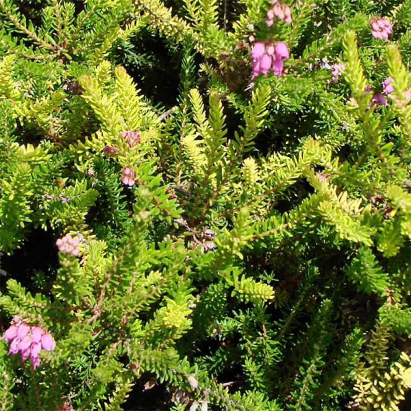 Bruckenthalia spiculifolia (Follaje)