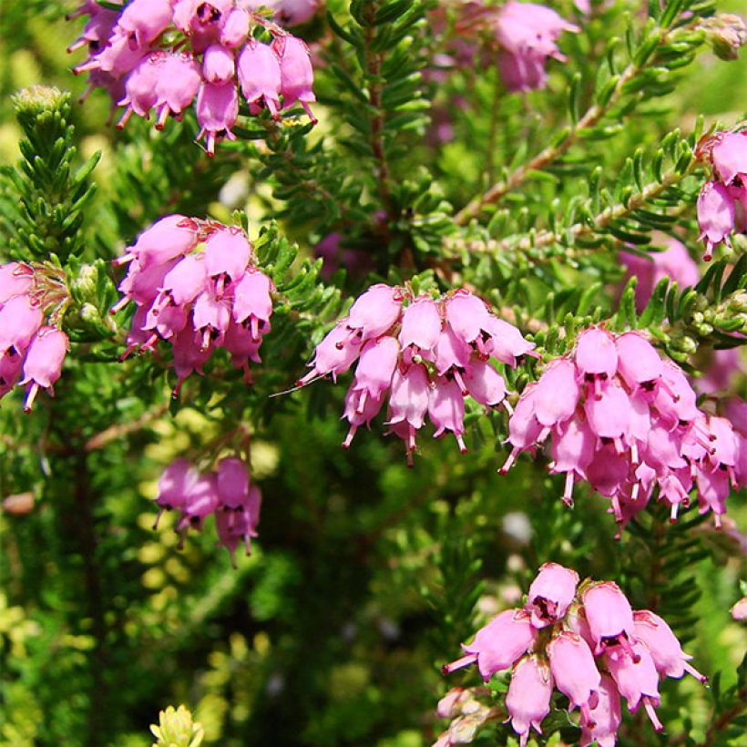 Bruckenthalia spiculifolia (Floración)