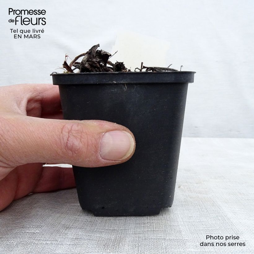 Brunnera macrophylla Variegata Maceta de 8/9 cm Ejemplar entregado en invierno