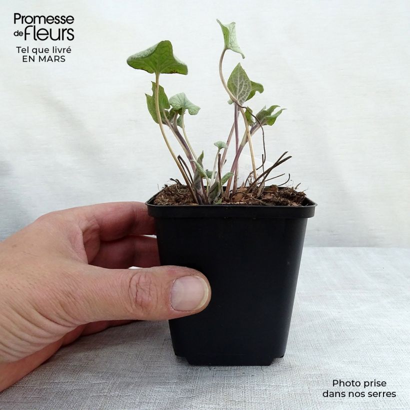 Brunnera macrophylla Alexander's Great Maceta de 8/9 cm Ejemplar entregado en la primavera