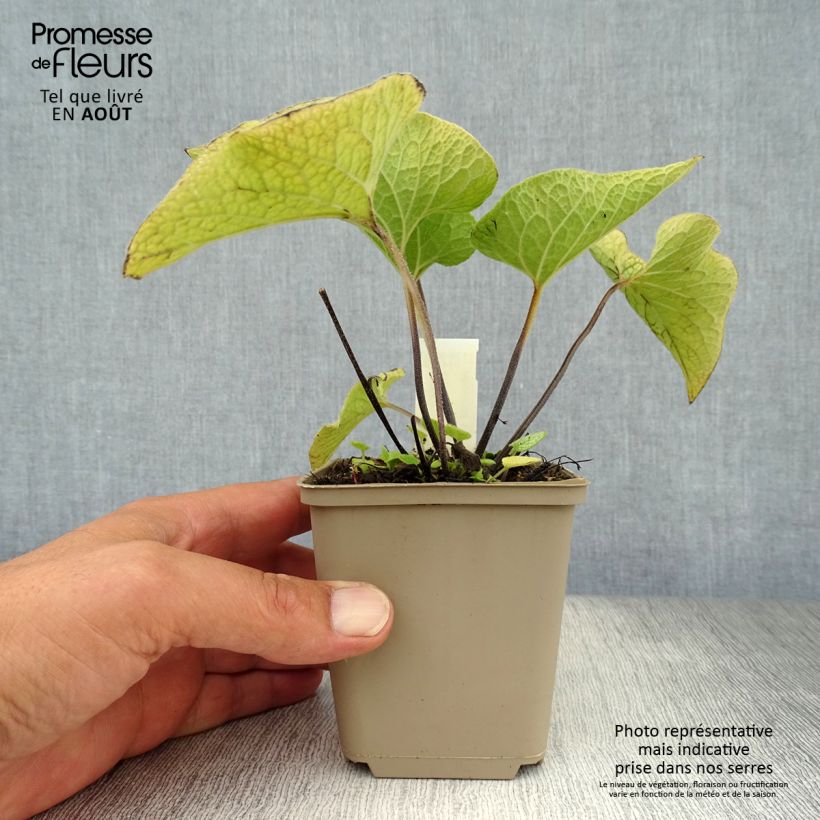 Ejemplar de Brunnera macrophylla Alexander's Great Maceta de 8/9 cm entregado en verano
