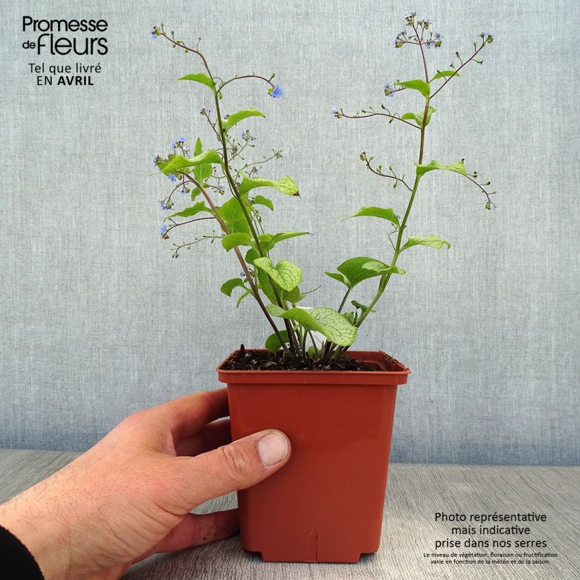 Brunnera macrophylla Alexander's Great Maceta 1L/1,5L Ejemplar entregado en la primavera