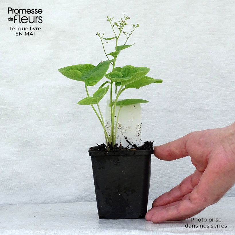 Brunnera macrophylla Betty Bowring Maceta de 8/9 cm Ejemplar entregado en la primavera