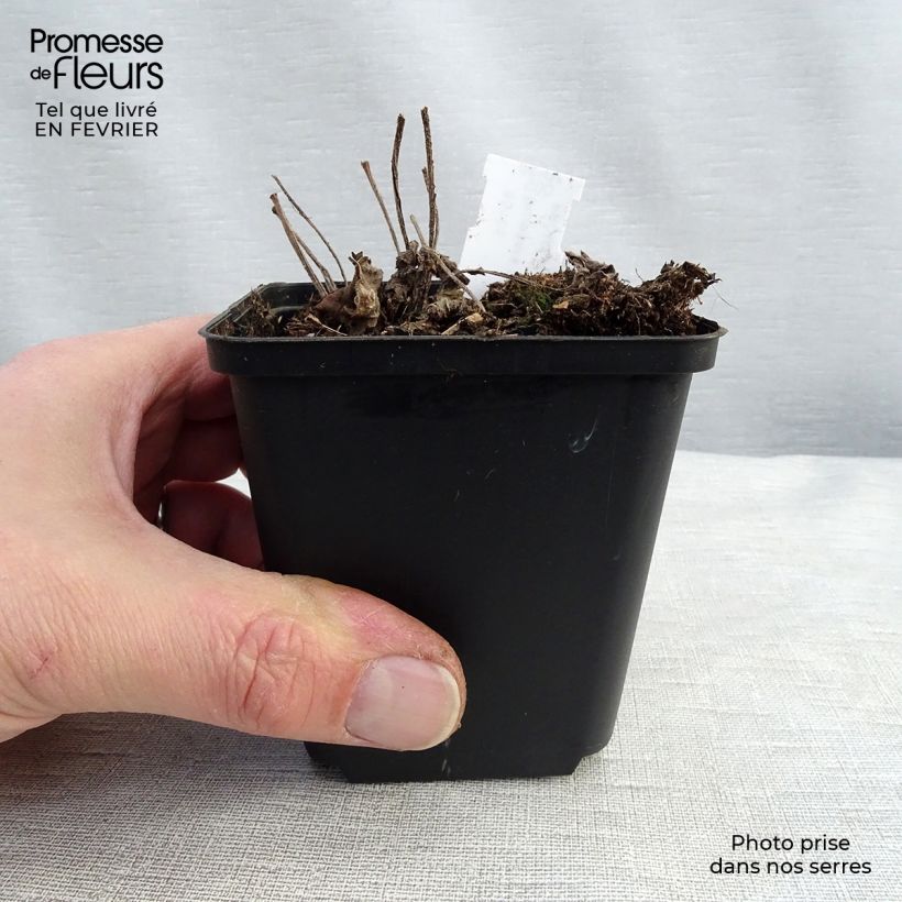 Brunnera macrophylla Diane's Gold Maceta de 8/9 cm Ejemplar entregado en invierno