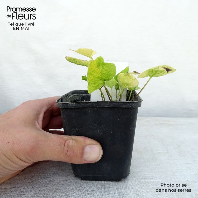 Brunnera macrophylla Diane's Gold Maceta de 8/9 cm Ejemplar entregado en la primavera