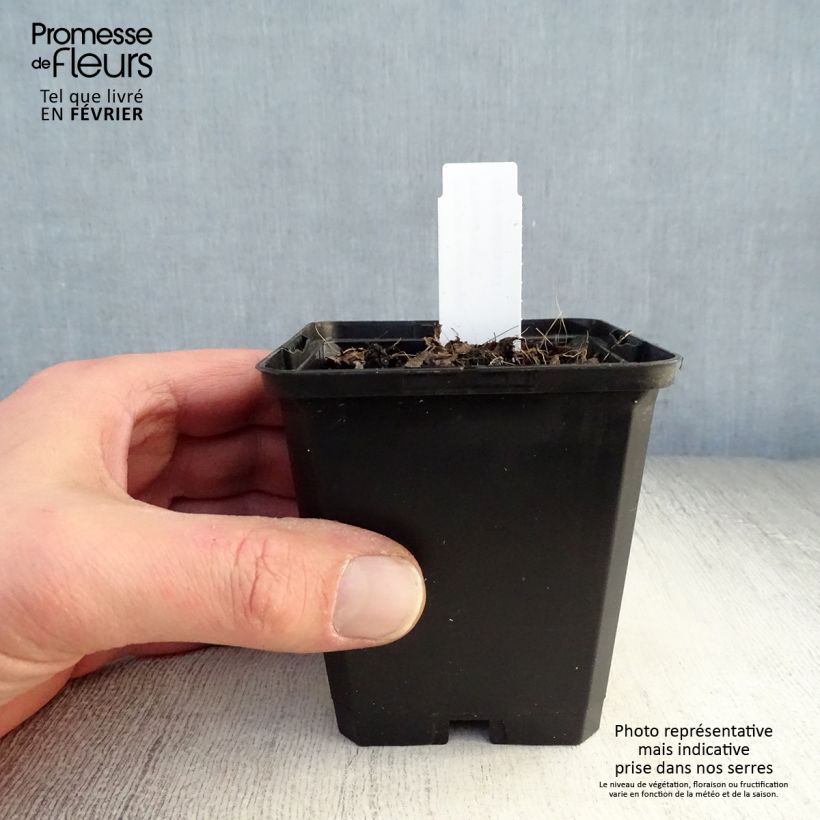 Brunnera macrophylla Emerald Mist Maceta de 8/9 cm Ejemplar entregado en invierno