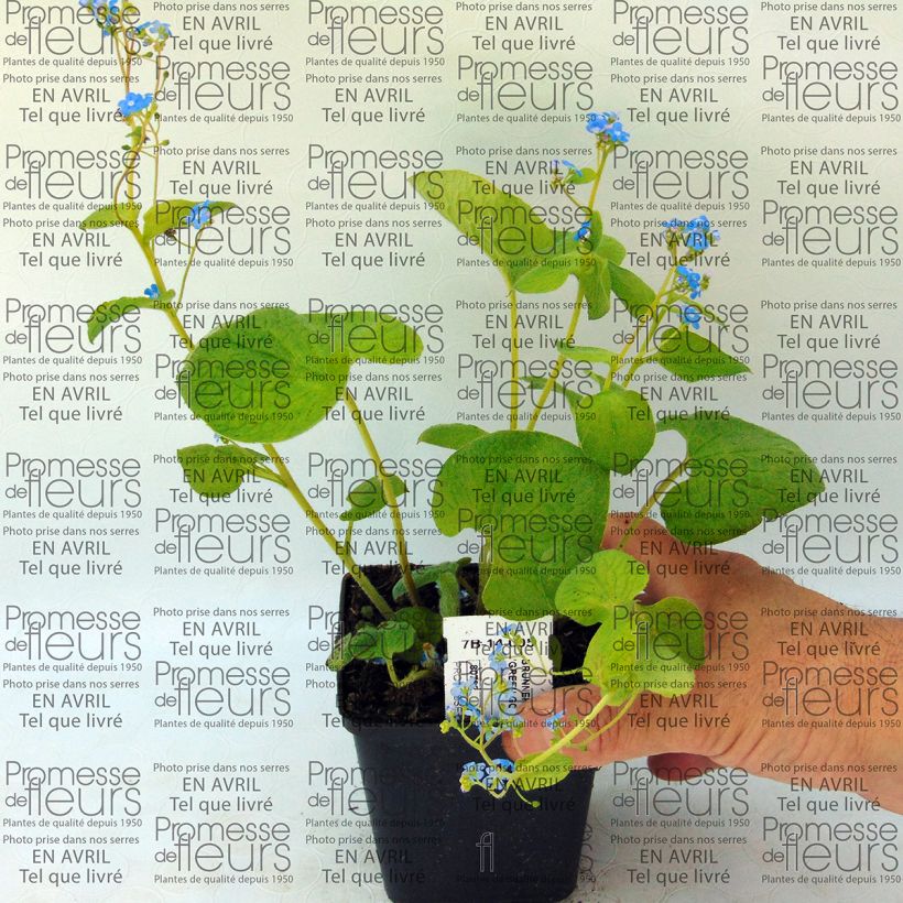 Ejemplo de ejemplar de Brunnera macrophylla Green Gold Maceta de 8/9 cm tal y como se entrega