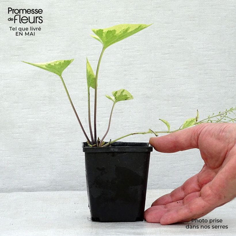 Brunnera macrophylla Hadspen cream Maceta de 8/9 cm Ejemplar entregado en la primavera