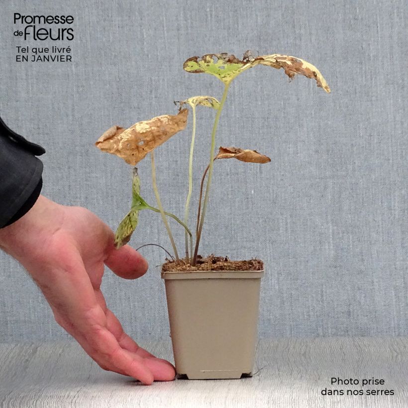 Brunnera macrophylla Hadspen cream Maceta de 8/9 cm Ejemplar entregado en invierno