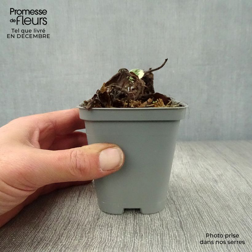 Brunnera macrophylla Jack Frost Maceta de 7/8 cm Ejemplar entregado en invierno