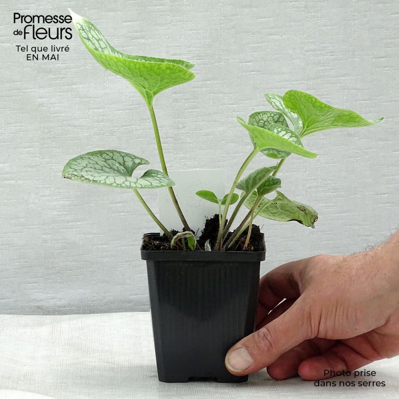 Brunnera macrophylla Jack Frost Maceta de 7/8 cm Ejemplar entregado en la primavera