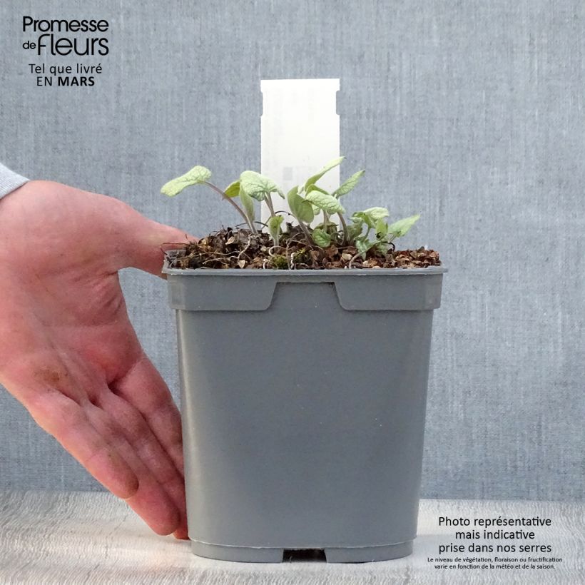 Brunnera macrophylla Jack Frost Maceta 2L/3L Ejemplar entregado en la primavera