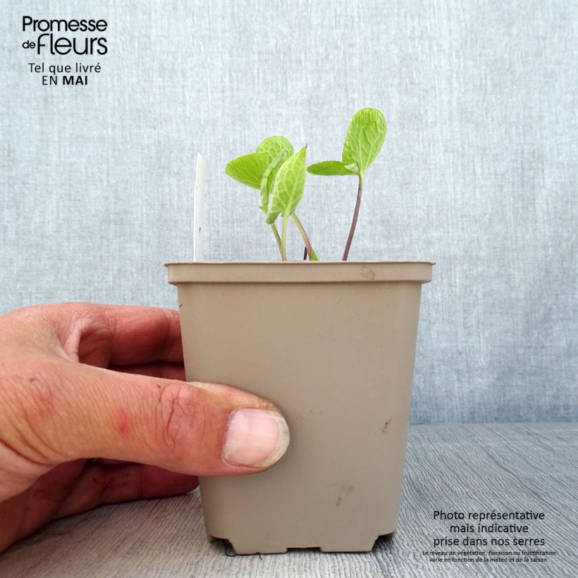 Brunnera macrophylla Jack of Diamonds Maceta de 8/9 cm Ejemplar entregado en la primavera