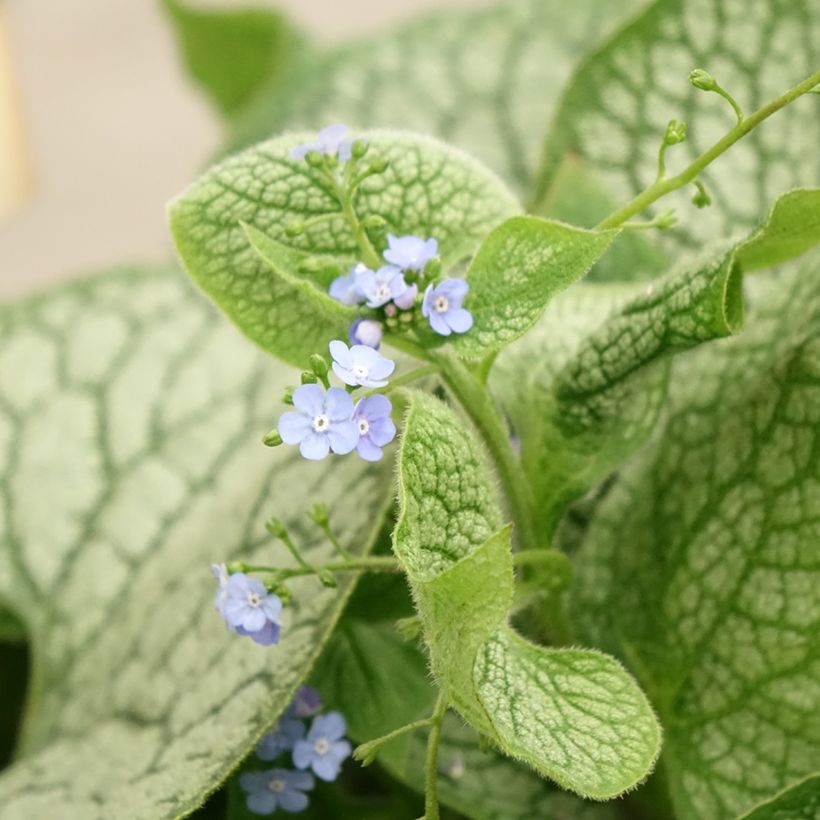 Brunnera macrophylla Jack of Diamonds (Floración)