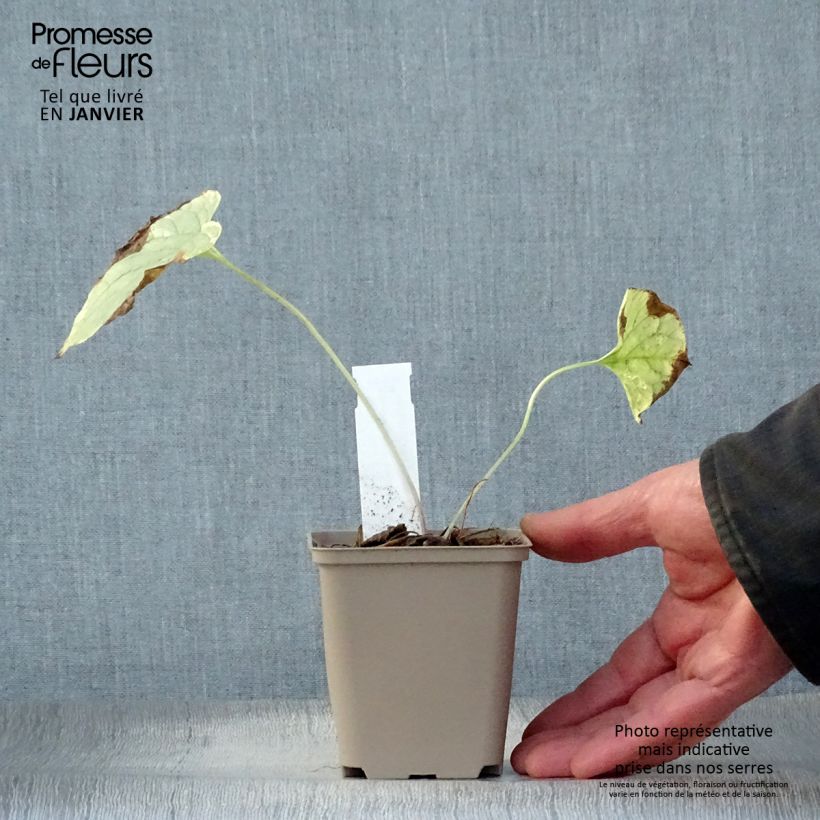 Brunnera macrophylla King's Ramson Maceta de 8/9 cm Ejemplar entregado en invierno