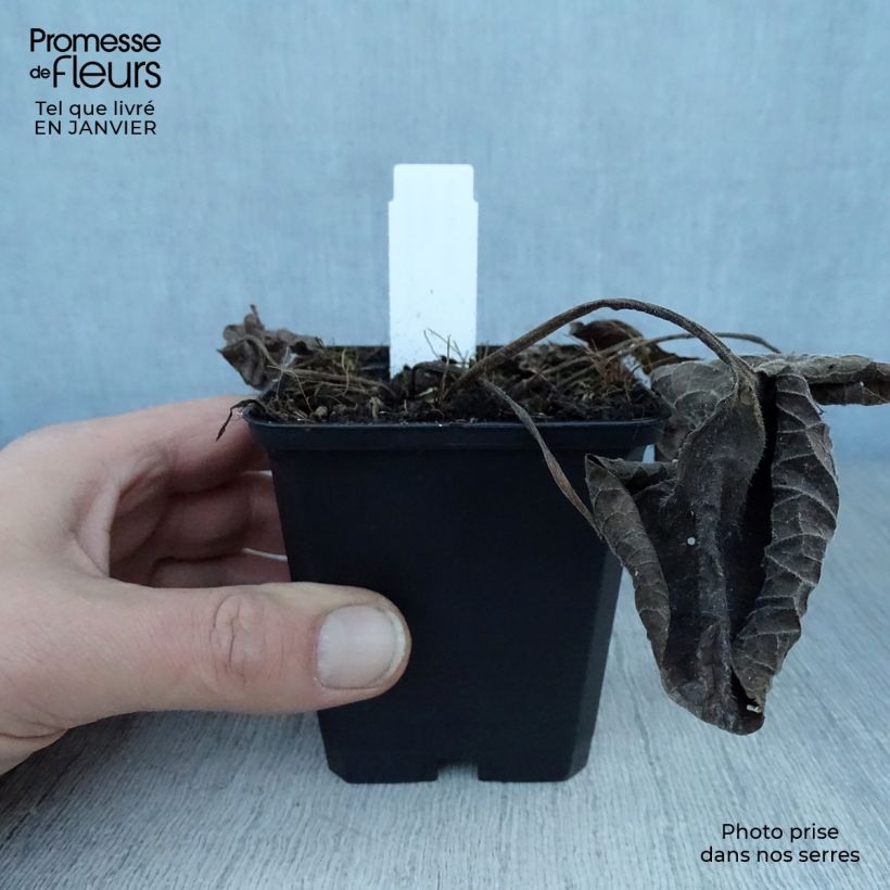 Brunnera macrophylla Langtrees Maceta de 8/9 cm Ejemplar entregado en invierno