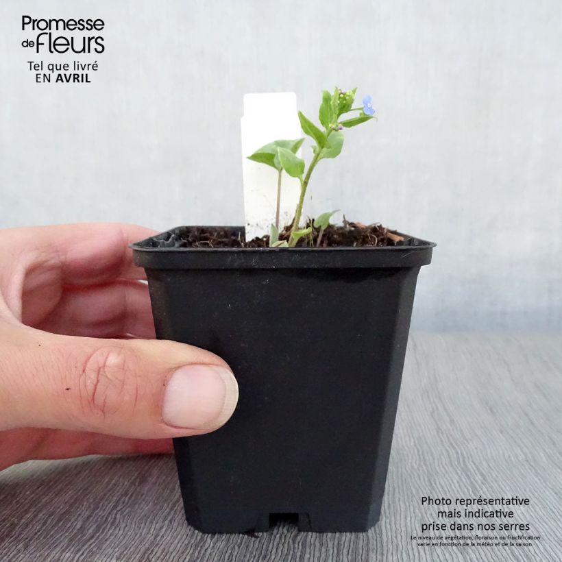 Brunnera macrophylla Langtrees Maceta de 8/9 cm Ejemplar entregado en la primavera