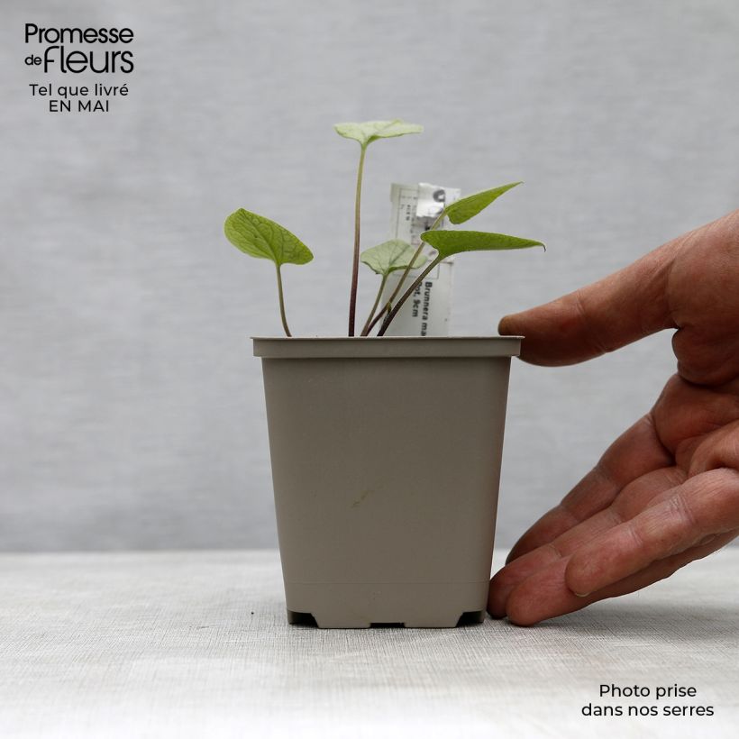 Brunnera macrophylla Looking Glass Maceta de 8/9 cm Ejemplar entregado en la primavera