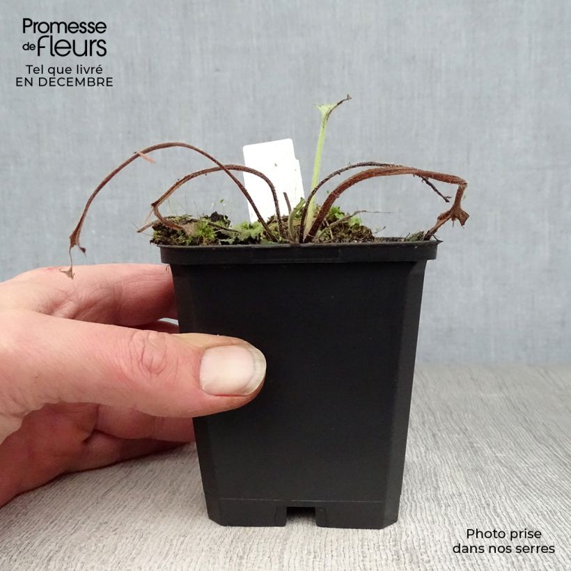 Brunnera macrophylla Looking Glass Maceta de 8/9 cm Ejemplar entregado en invierno