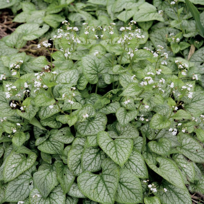 Brunnera macrophylla Mr Morse (Porte)