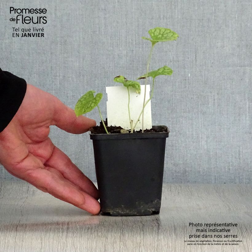 Brunnera macrophylla Mr Morse Maceta de 8/9 cm Ejemplar entregado en invierno