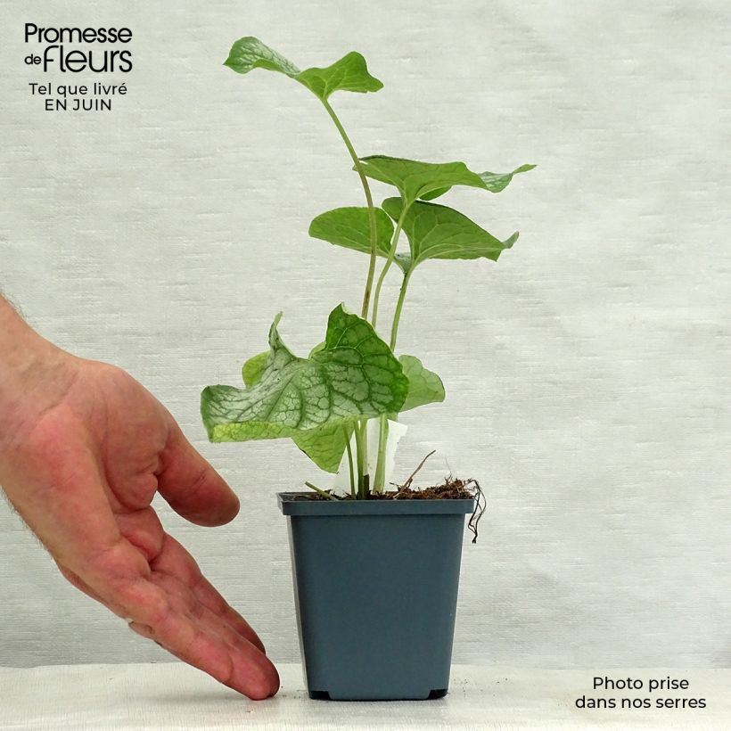 Ejemplar de Brunnera macrophylla Mr Morse Maceta de 8/9 cm entregado en verano