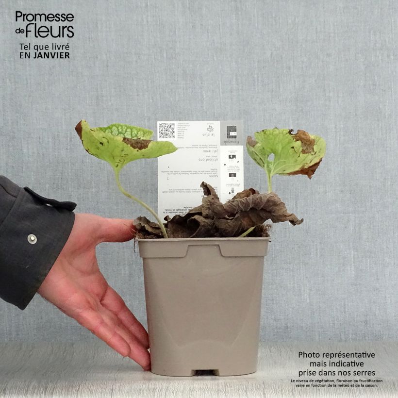 Brunnera macrophylla Mr Morse Maceta 2L/3L Ejemplar entregado en invierno