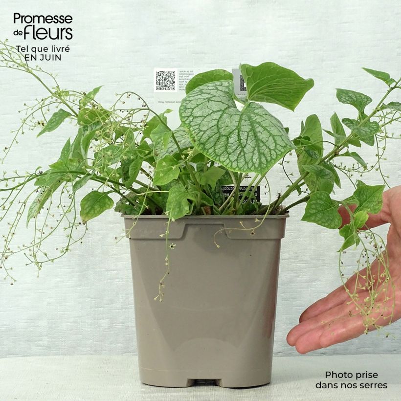 Ejemplar de Brunnera macrophylla Mr Morse Maceta 2L/3L entregado en verano