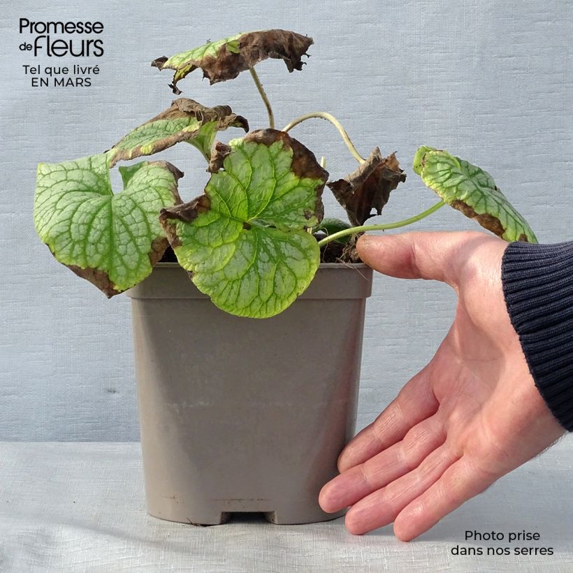 Brunnera macrophylla Mr Morse Maceta 2L/3L Ejemplar entregado en la primavera
