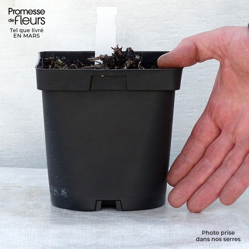 Brunnera macrophylla - Buglosa Maceta 2L/3L Ejemplar entregado en la primavera