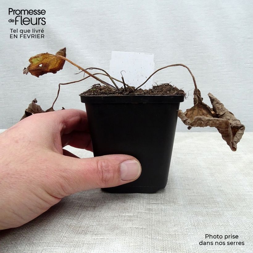 Brunnera macrophylla - Buglosa Maceta de 8/9 cm Ejemplar entregado en invierno