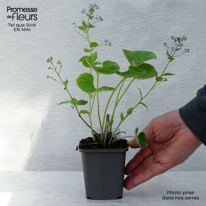 Brunnera macrophylla - Buglosa Maceta de 8/9 cm Ejemplar entregado en la primavera