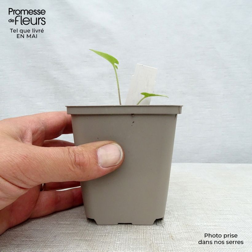 Brunnera macrophylla Silver Heart Maceta de 8/9 cm Ejemplar entregado en la primavera