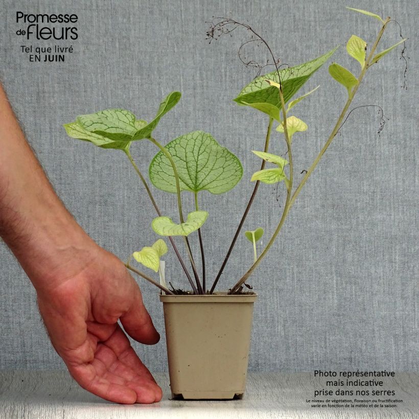 Ejemplar de Brunnera macrophylla Silver Heart Maceta de 8/9 cm entregado en verano