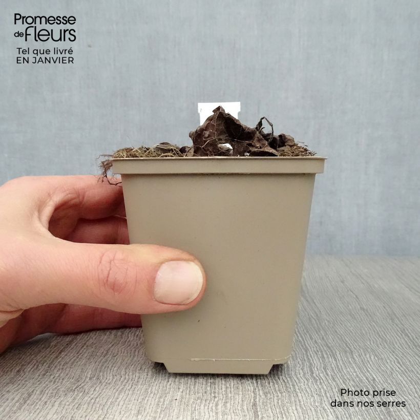 Brunnera macrophylla Silver Heart Maceta de 8/9 cm Ejemplar entregado en invierno