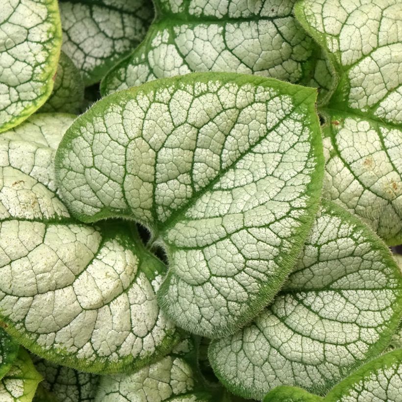 Brunnera macrophylla Silver Heart (Follaje)