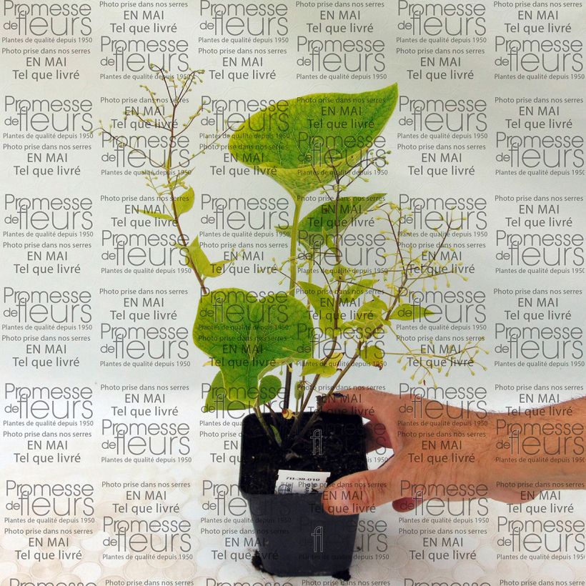 Ejemplo de ejemplar de Brunnera macrophylla Starry Eyes Maceta de 8/9 cm tal y como se entrega