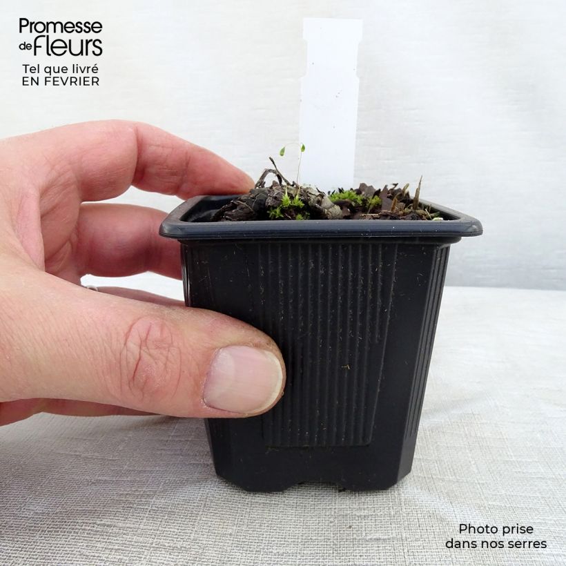 Brunnera sibirica - Nomeolvides siberiano Maceta de 8/9 cm Ejemplar entregado en invierno