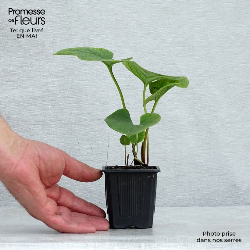 Brunnera sibirica - Nomeolvides siberiano Maceta de 8/9 cm Ejemplar entregado en la primavera