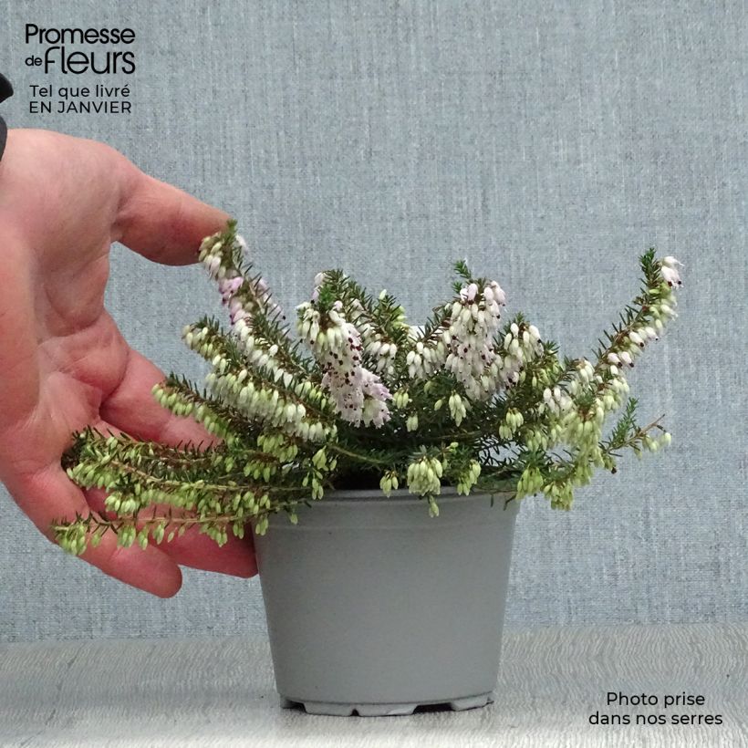 Erica carnea December Red - Brezo vizcaíno Maceta de 8/9 cm Ejemplar entregado en invierno