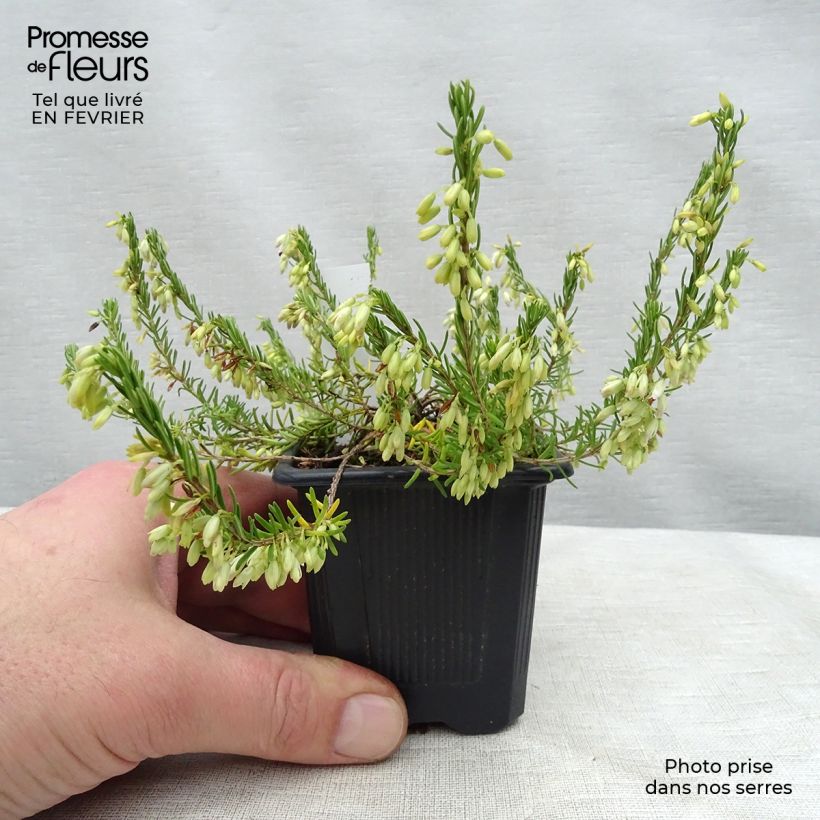 Erica carnea Springwood White - Brezo vizcaíno Maceta de 8/9 cm Ejemplar entregado en invierno