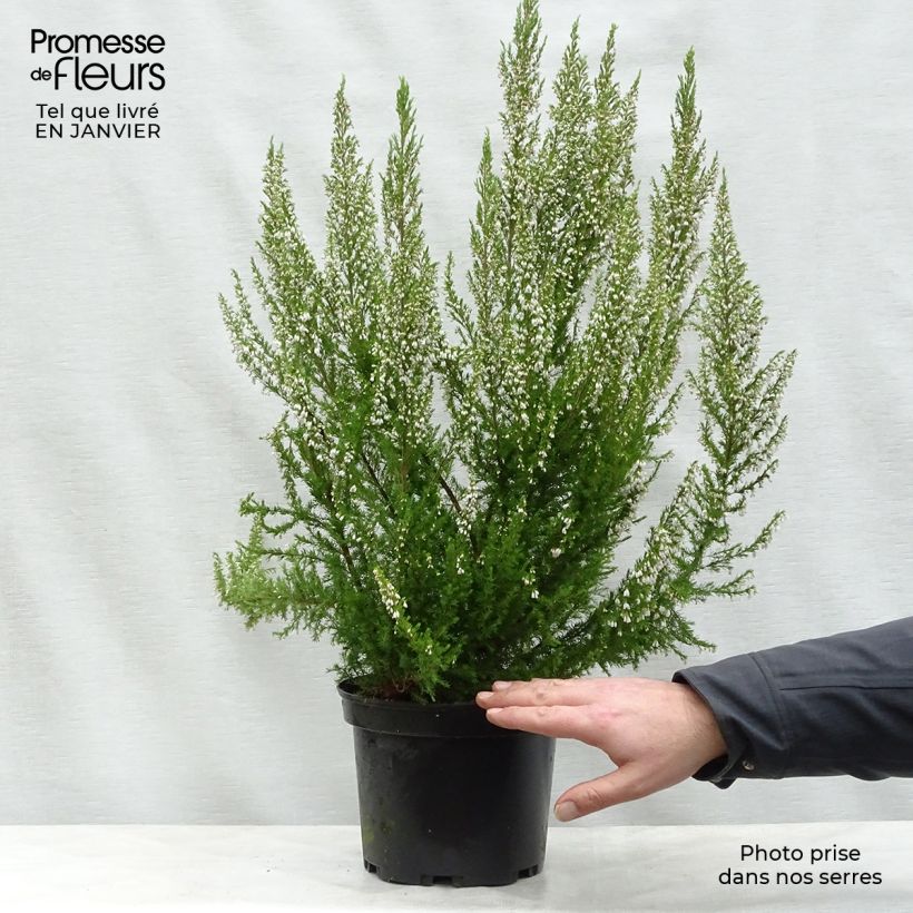 Erica arborea Great Star Le Vasterival - Brezo blanco Maceta 4L/5L Ejemplar entregado en invierno